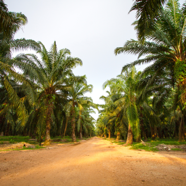 4-acre investment